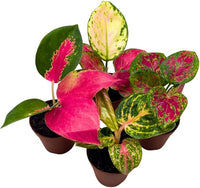 BubbleBlooms Aglaonema Assortment 2 inch Set of 4