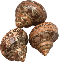 PEPPERLONELY 2 PC Hermit Crab Shells, Turbo Shells - 4#. Brown, 2 Inch ~ 2-1/4 Inch