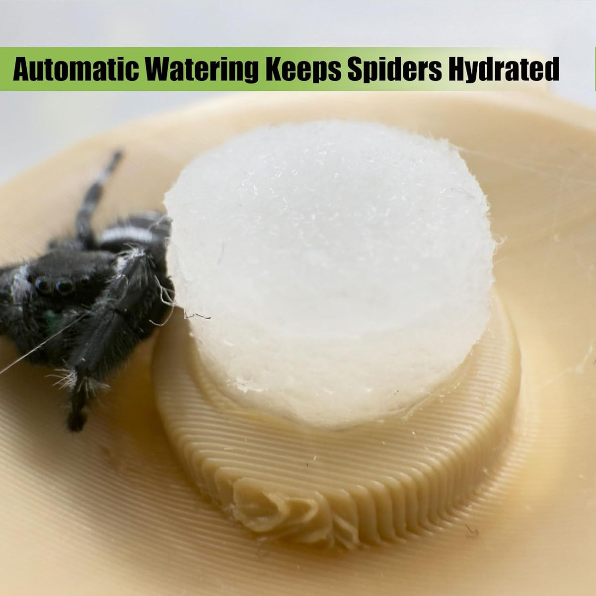 Jumping Spider Water Dispenser, Magnetic Hanging Feeder - Wood color / 5ML - image 2