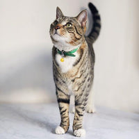 Pet Bells for Dog Cat Collar 6 pack - X-Small - image 4