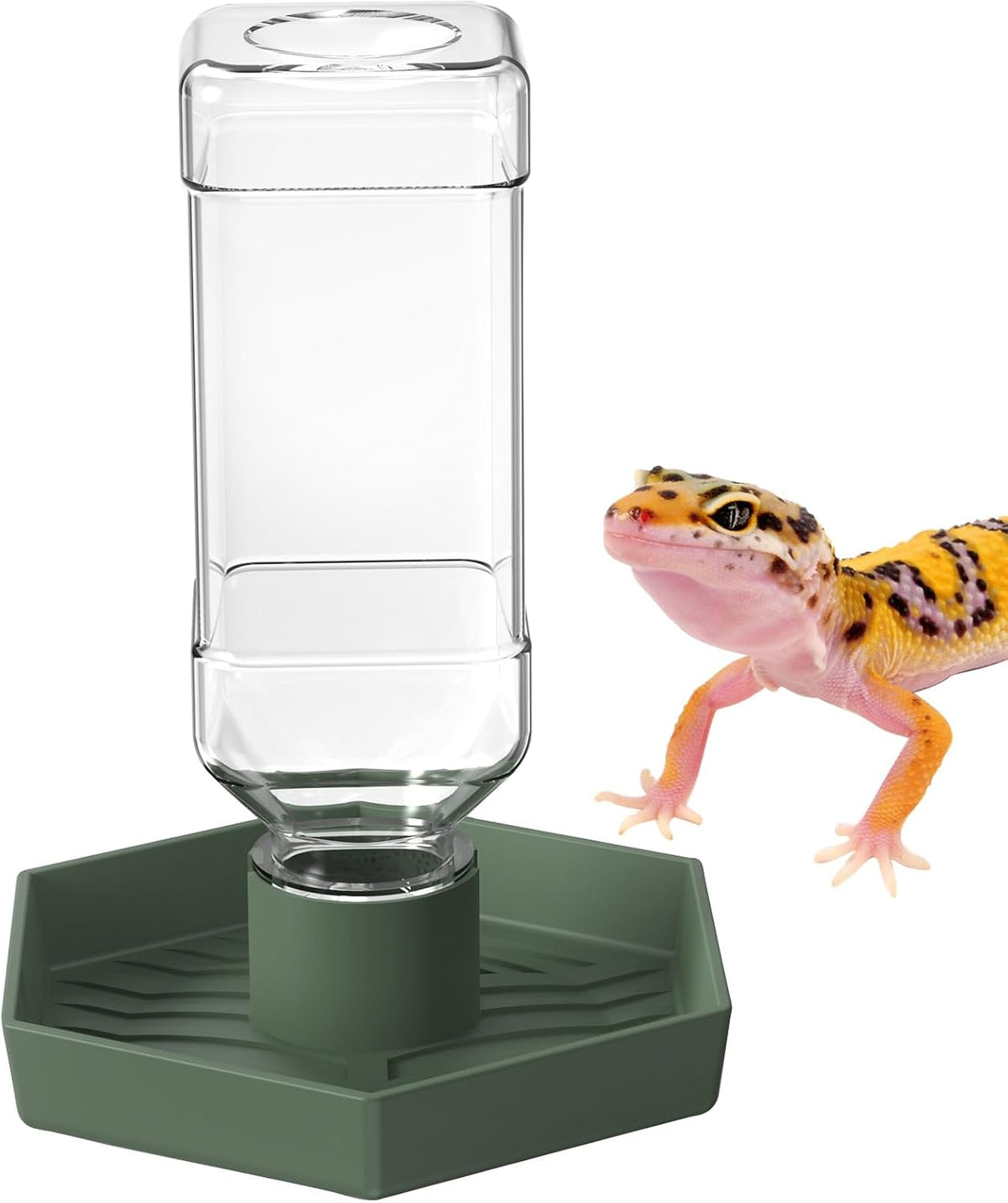Reptile Water Dispenser Bowl for Bearded Dragon Tortoise – Essentials for Reptiles And Amphibians - Grey Green / S