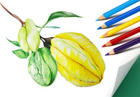 SKKSTATIONERY Colored Pencils, 12 Colors - 144 - image 4