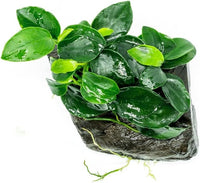 Live Aquarium Plants on Driftwood, Lava Rock, Moss Mat - Freshwater Fish Tank Plants (Anubias Nana Petite, Driftwood (Small))