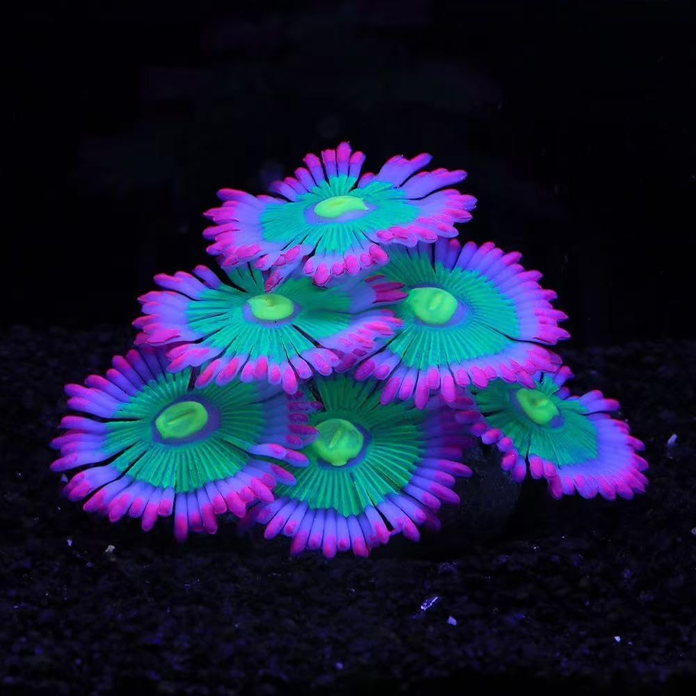 ZtohPyo Glow Fish Tank Decorations - Pink