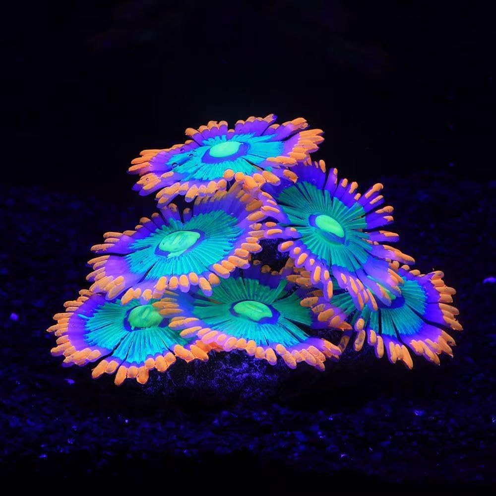 ZtohPyo Glow Fish Tank Decorations - Orange