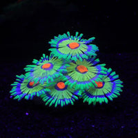 ZtohPyo Glow Fish Tank Decorations - Green