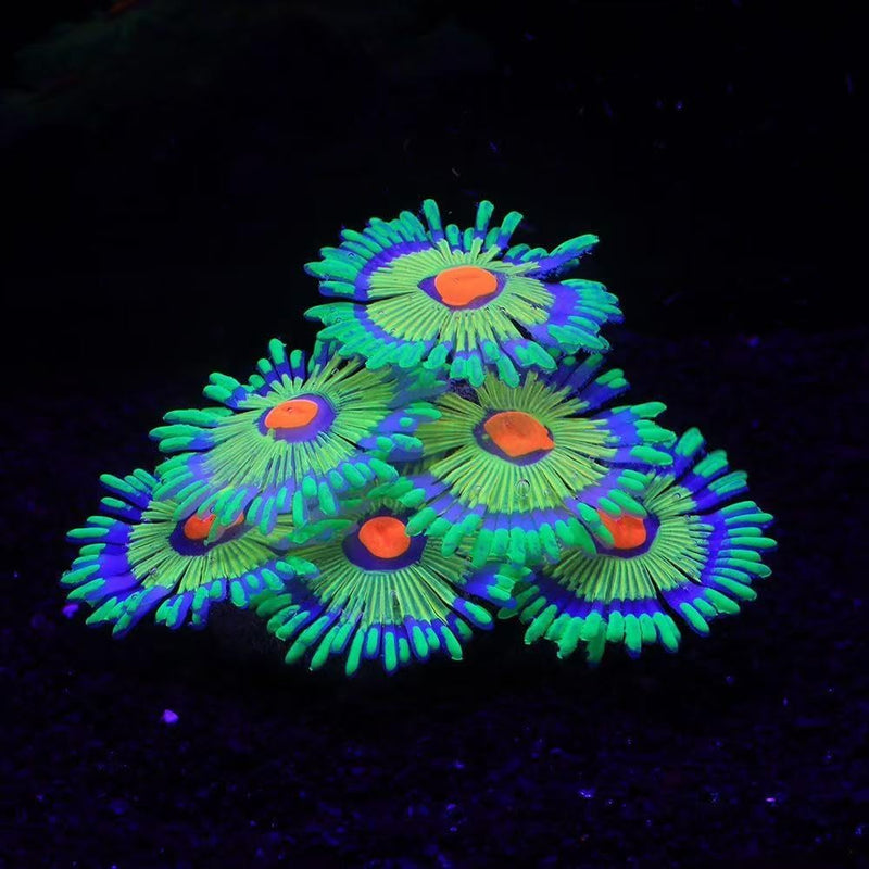 ZtohPyo Glow Fish Tank Decorations - Green