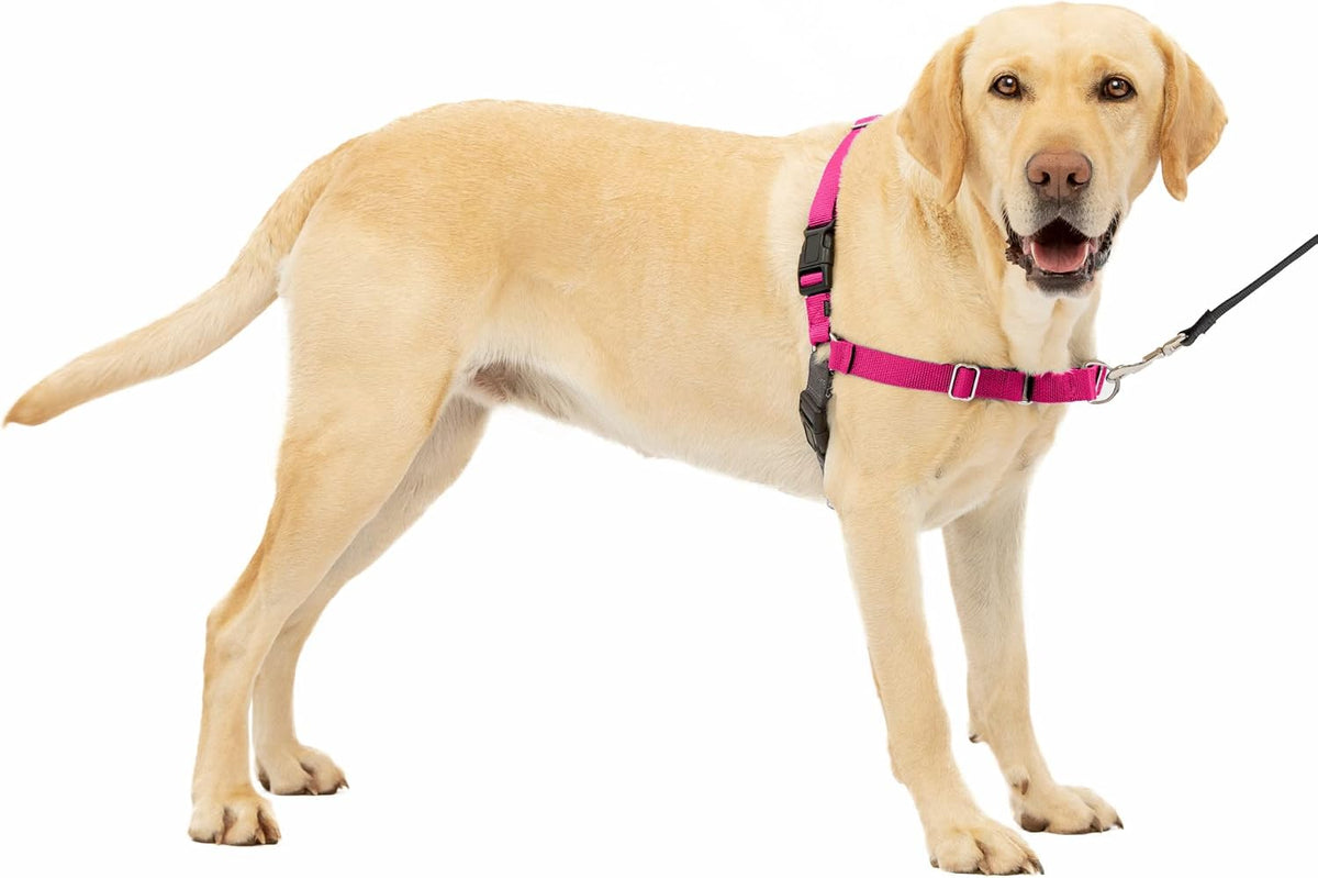 PetSafe Easy Walk Harness, No Pull Dog Harness, Royal Blue - Raspberry/Gray / Large / 1 - image 2