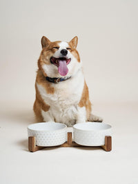 LE TAUCI Dog Bowl Set with Acacia Wood Stand - Fireworks+Clover / M-4 Cup - image 4