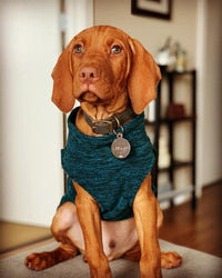 Gooby Zip-Up Fleece Dog Sweater - 2X-Large chest (~25.5") / Fuchsia Wash - image 3