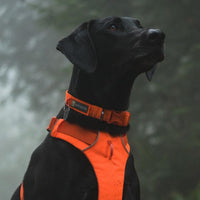Ruffwear, Front Range Dog Collar - Blaze Orange / 11"-14" - image 4