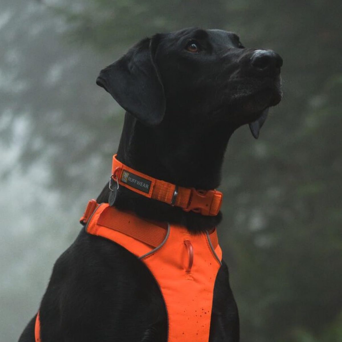 Ruffwear, Front Range Dog Collar - Blaze Orange / 11"-14" - image 4