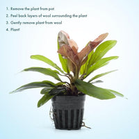 Live Plants - Echinodorus ‘Red Rubin’ (Echinodorus sp.) - Medium to High Light, Red Green, Midground to Background, Freshwater Aquascaping Aquatic Plant - Pot