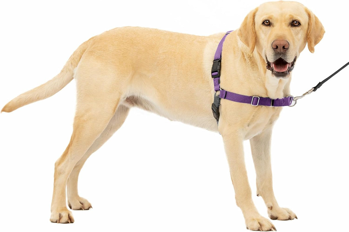 PetSafe Easy Walk Harness, No Pull Dog Harness, Royal Blue - Deep Purple/Black / Large / 1 - image 2