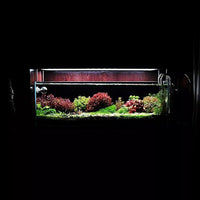 Live Aquarium Stem Plants - Freshwater Aquatic Plant for Fish Tanks, Aquascaping - (Bacopa Monnieri Moneywort, 1 Bunch)