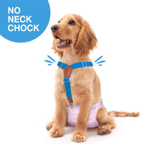 Pet Soft Dog Suspenders 2 Pieces Female Dog Diaper Suspenders - Gold & Blue / XS/S - image 2