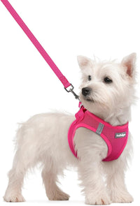 rabbitgoo Dog Harness Small Sized and Leash Set - Rose Red / S (chest: 15.1 - 16.5")