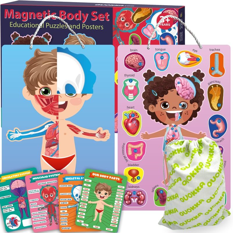 Human Body Model for Kids - Blue Pink Multicolor