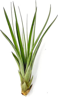 Air Plants - Tillandsia Fasciculata Tricolor, Large 4-6" - 2ct - Live Arrival Guaranteed - House Plants for Home Decor & Gift