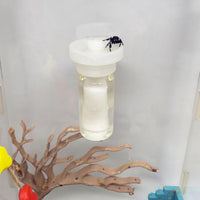 Jumping Spider Water Dispenser, Magnetic Hanging Feeder - Transparent / 10ML