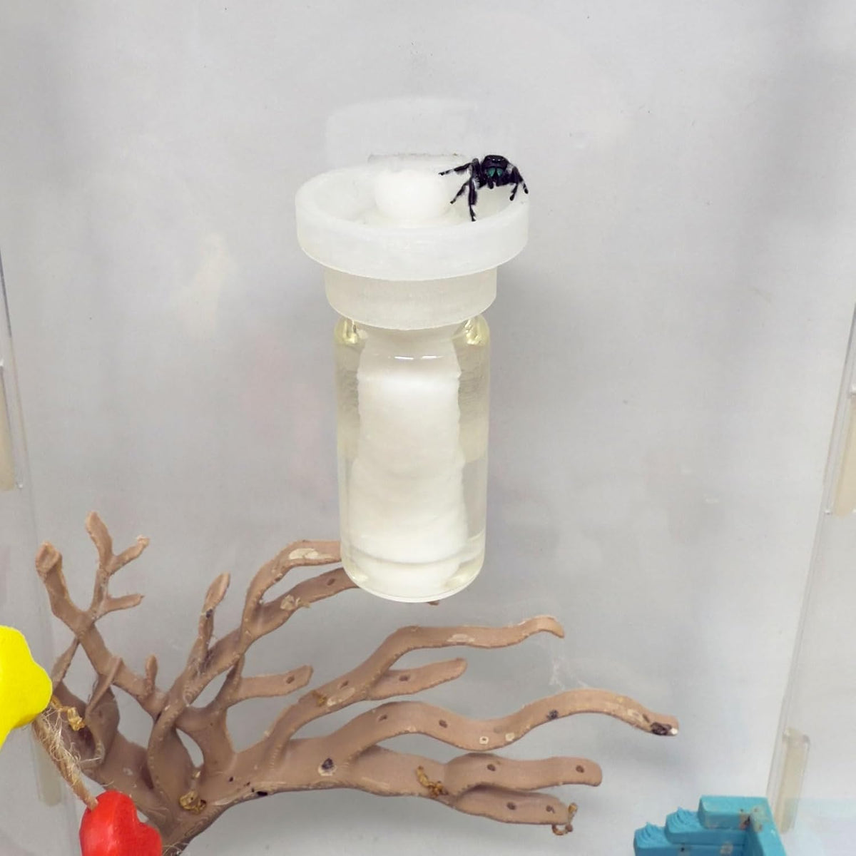 Jumping Spider Water Dispenser, Magnetic Hanging Feeder - Transparent / 10ML