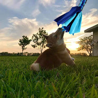 Interactive Dog Toys - Extendable Flirt Pole with 2pcs Squeaky Plush Toy Tugs Red Green for Dog - new blue - image 4