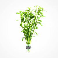 Live Aquarium Stem Plants - Freshwater Aquatic Plant for Fish Tanks, Aquascaping - (Moneywort Bacopa Monnieri, 1 Bunch)