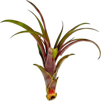 Air Plants - Tillandsia Red Capitata, Large 5-7” - 1ct - Live Arrival Guaranteed - House Plants for Home Decor & Gift