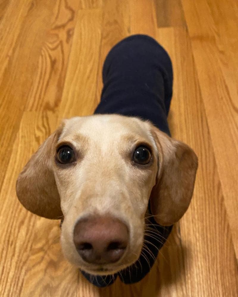 Gooby Fleece Vest Dog Sweater - Navy / Medium (Around 11-lb) - image 3