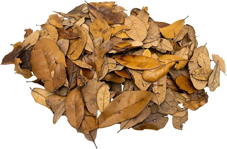 XYZReptiles Premium Live Oak Leaf Litter Isopod Substrate Terrarium