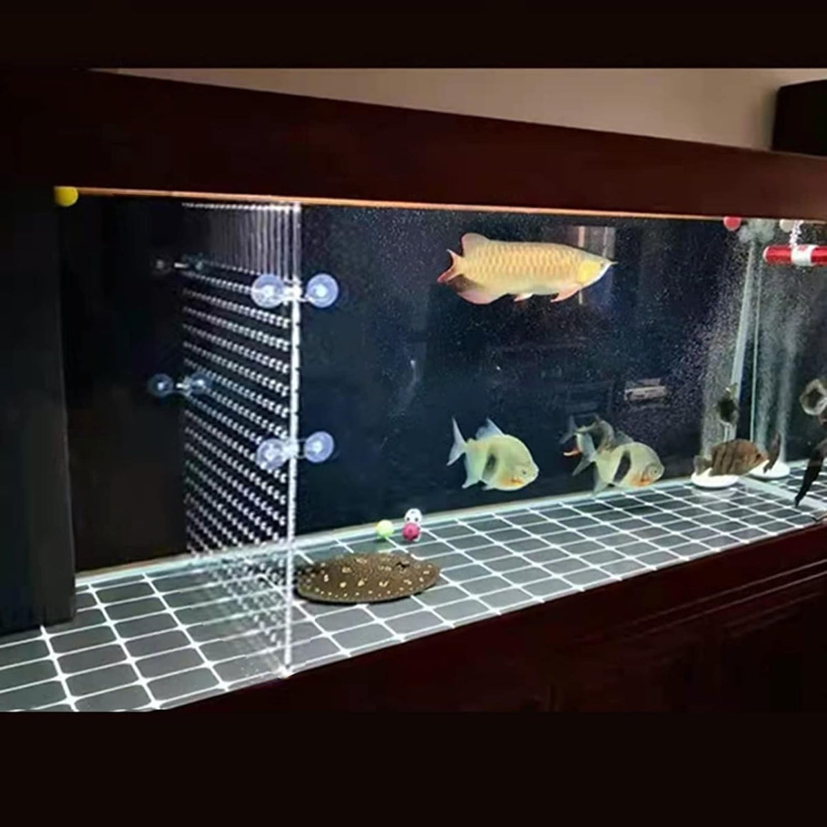 Aquarium Fish Tank Divider Acrylic Isolation Grid Board with Suction - 25x30cm - image 4