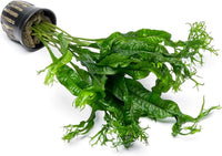 Java Fern Live Aquarium Plants - Potted Freshwater Plant for Fish Tanks - Beginner Friendly, Low Light (Windelov, 5 Pots)
