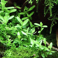 Bacopa Monnieri Moneywort Potted Live Aquarium Decorations Aquatic Plants for Fish Tank by Mainam