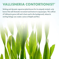 Live Plant - Tall Grass, Corkscrew Vallisneria - Easy Care, Moderate to High Light, Bright Green Accent, Freshwater Aquatic Plant for Aquascaping - Lead Bunch