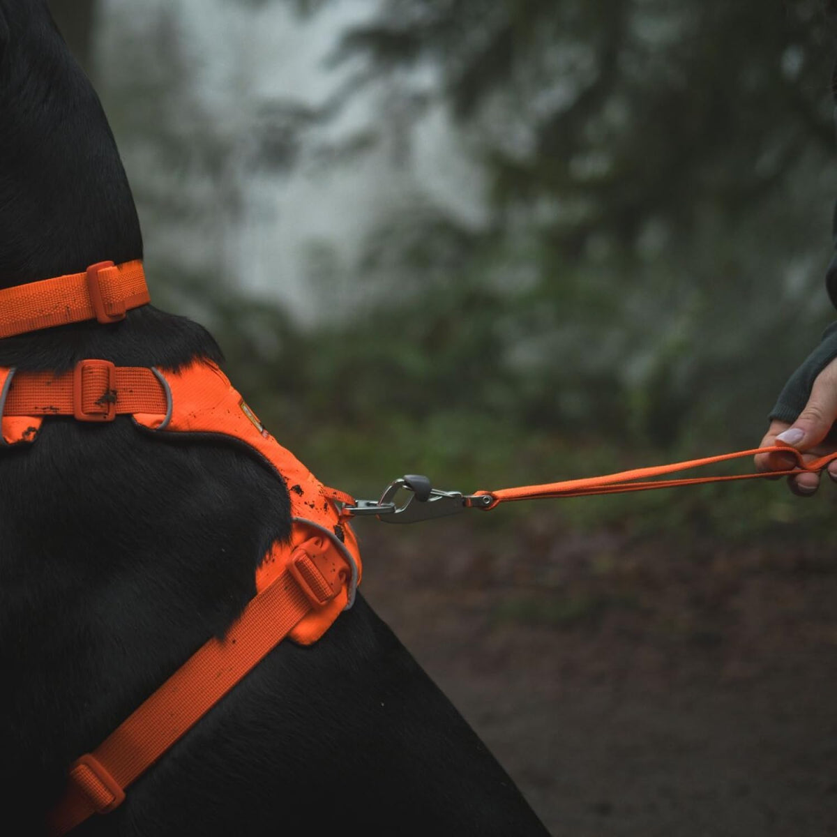 Ruffwear, Front Range Dog Leash - Blaze Orange / One Size - image 4