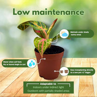 BubbleBlooms Aglaonema Assortment 2 inch Set of 4