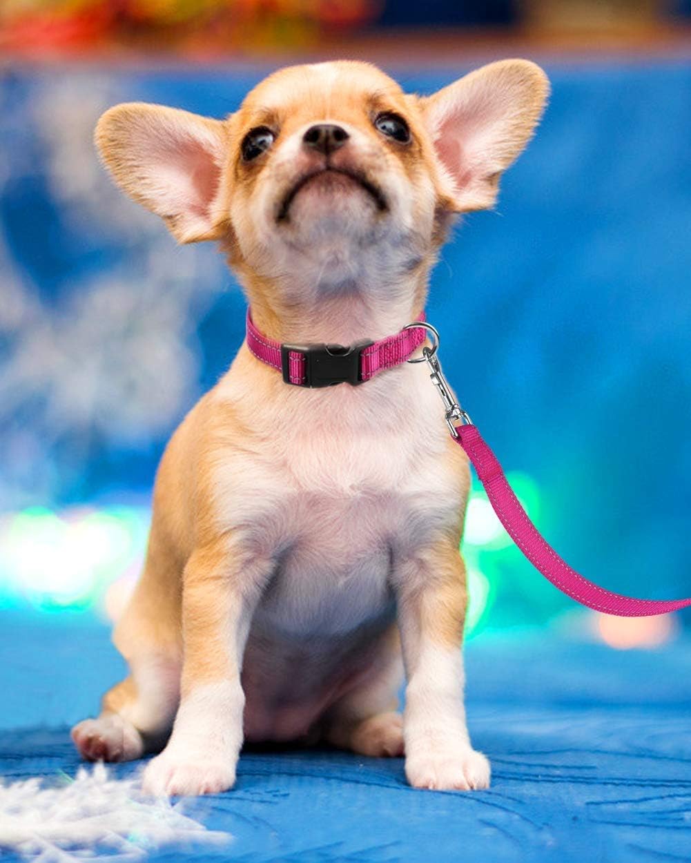 Reflective Dog Collar, Puppy Collar with Buckle Adjustable - Hotpink / Small :Width 5/8",Neck 10-14" - image 4