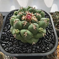 HappyFiller 18 LB Black Pebbles Decorative Polished Terrarium Rocks Stones for Aquarium,Fish Turtle Tank,Fountain,Plants Top Dressing,Cactus,Succulents,Garden Landscaping,0.8-1.6 Inch