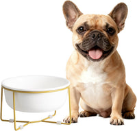 Small Glass Tilted Elevated Cat Dog Bowl Raised Cat Food Water Bowl - Large / White-Flat