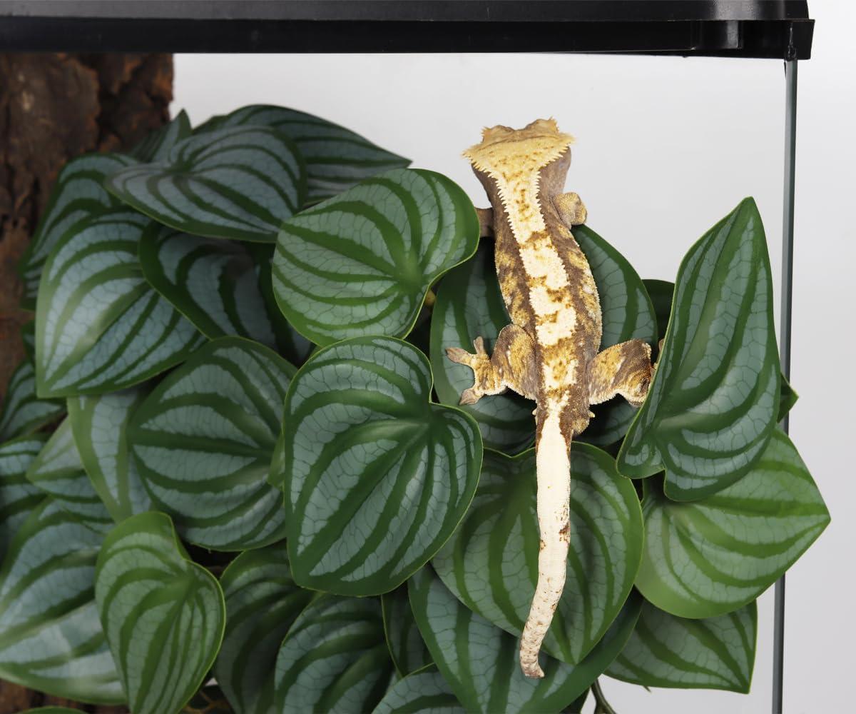 2Pack Reptile Plants for Terrarium - I-fake Calathea Orbifolia - image 4