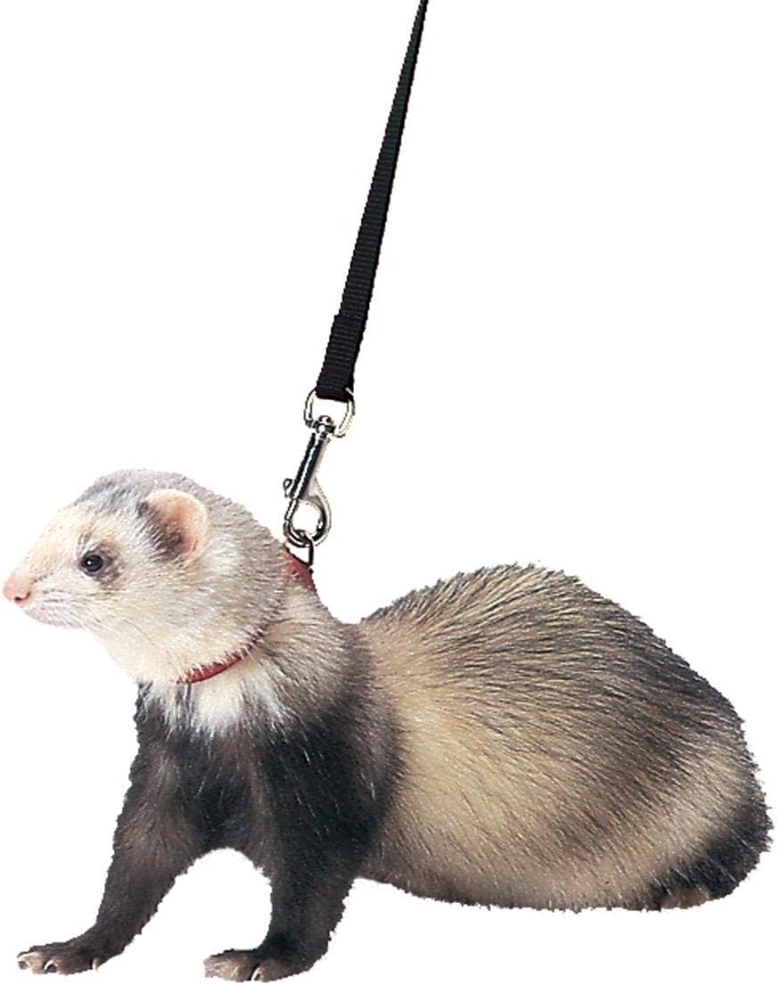 Marshall Ferret Harness and Lead Set, 48", Black Color - Black