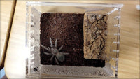 Insect breeding Box Reptile Feeding Box - image 3