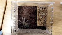 Insect breeding Box Reptile Feeding Box, Waterproof Enclosure Enclosure for arboreal Tarantula Scorpion Sling Lizards Snake Gecko Jumping Spider Snail Isopods (3.9 * 3.3 * 2.3inch)