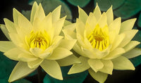 Live Hardy Water Lily Tubers Rhizomes Bulb Seed Nymphaea Aquatic Pond Plants Water Gardens Pre-Grown Flower in White Pink Red Yellow Orange Blue Purple (1, Yellow Hardy Pond Lily)