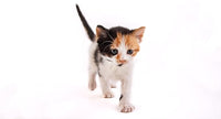 Hartz Powdered Kitten Milk Replacer Formula - 11Oz