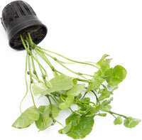 Live Aquarium Stem Plants - Freshwater Aquatic Plant for Fish Tanks, Aquascaping - (Hydrocotyle Leucocephala Variegated, Pot)