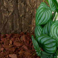 Fake Calathea Orbifolia, Reptile Terrarium Suction Plants – Essentials for Fish - Fake Calathea Orbifolia - image 4