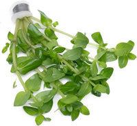 Live Aquarium Red Stem Plants - Freshwater Aquatic Plant for Fish Tanks, Aquascaping - (Lemon Bacopa Caroliniana, 4 Bunches)