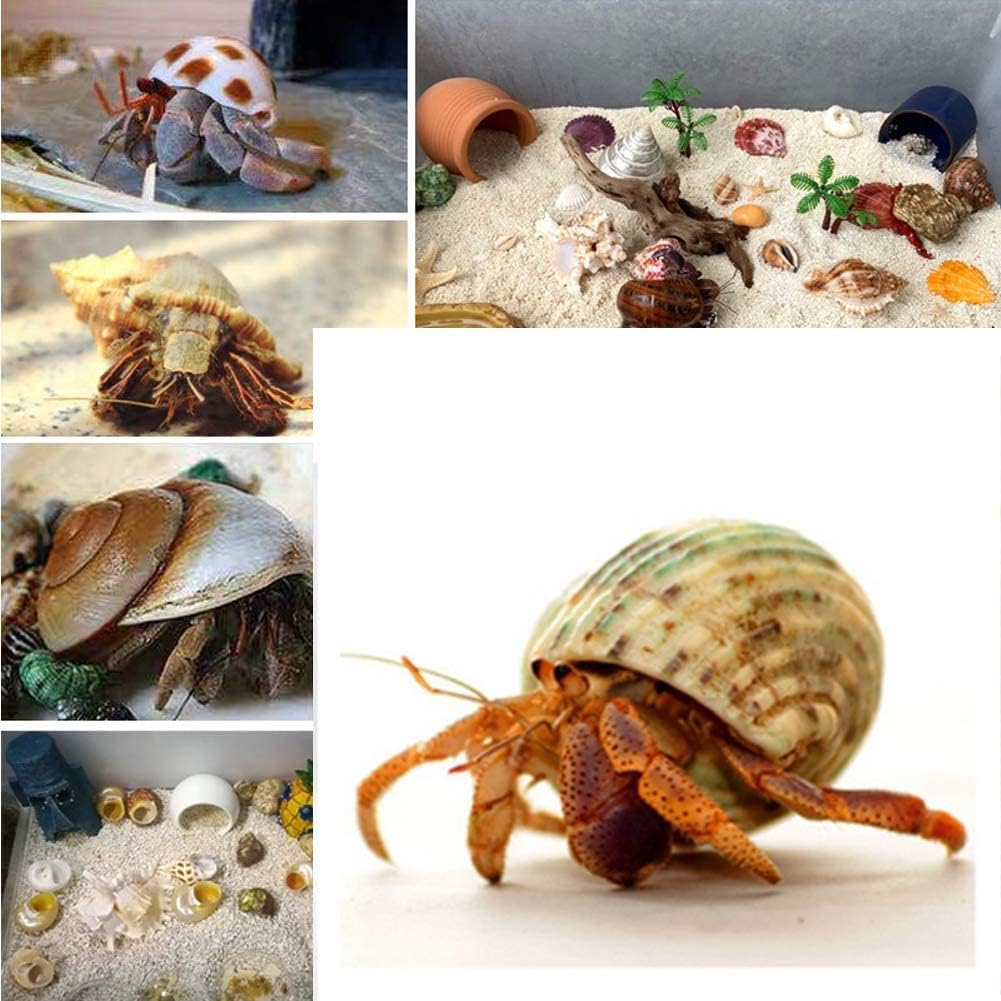 QEQEKAKA 15PCS Hermit Crab Shells Natural Mixed Seashells Replacement – Essentials for Reptiles And Amphibians - image 3