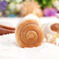 QEQEKAKA 2.7~3.5In Muffin Snail Hermit Crab Shells Natural Seashells - image 4